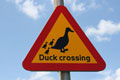 Duck crossing